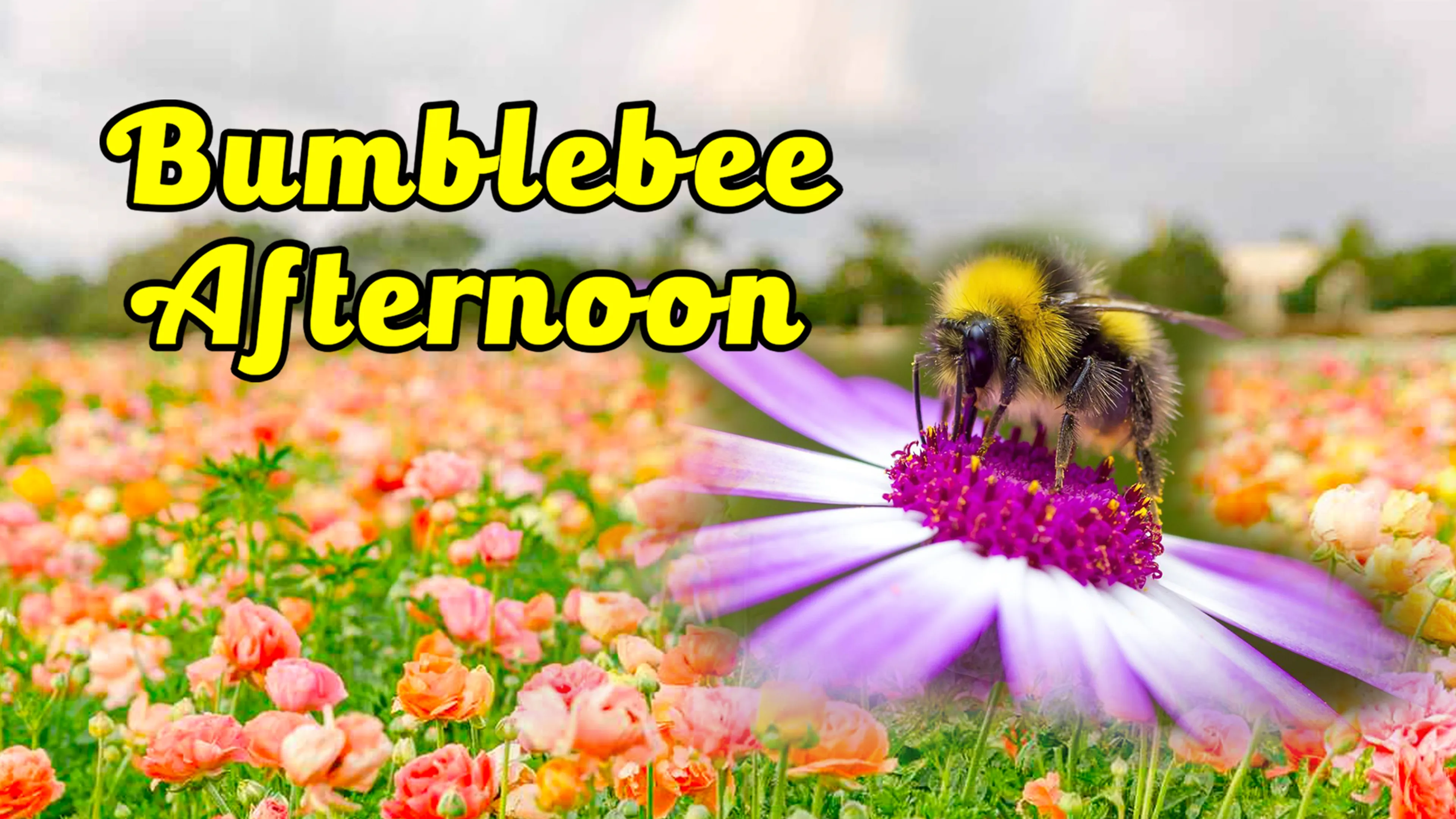 Bumblebee Afternoon poster